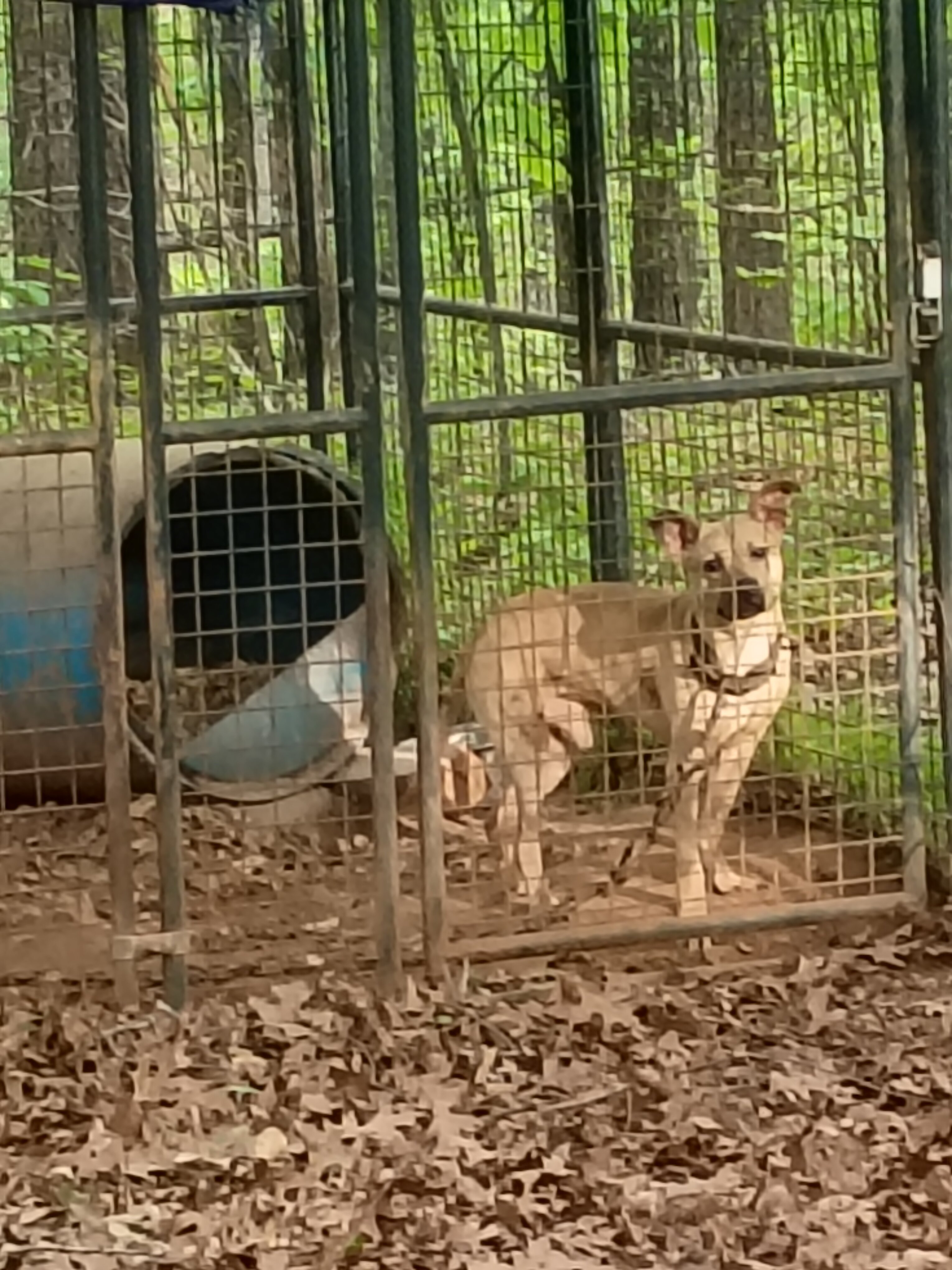 2 Males Available image 1