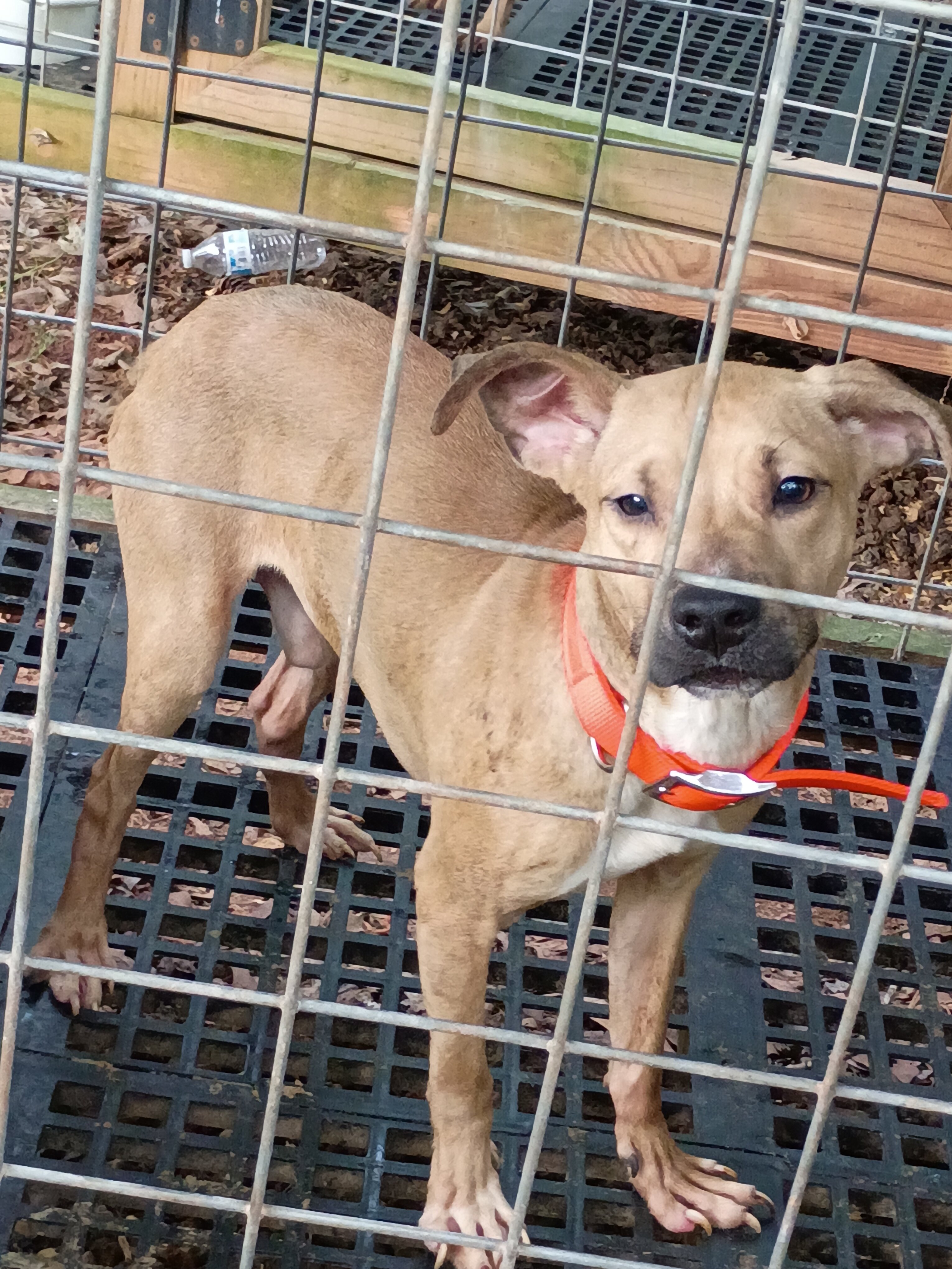 2 Males Available image 2
