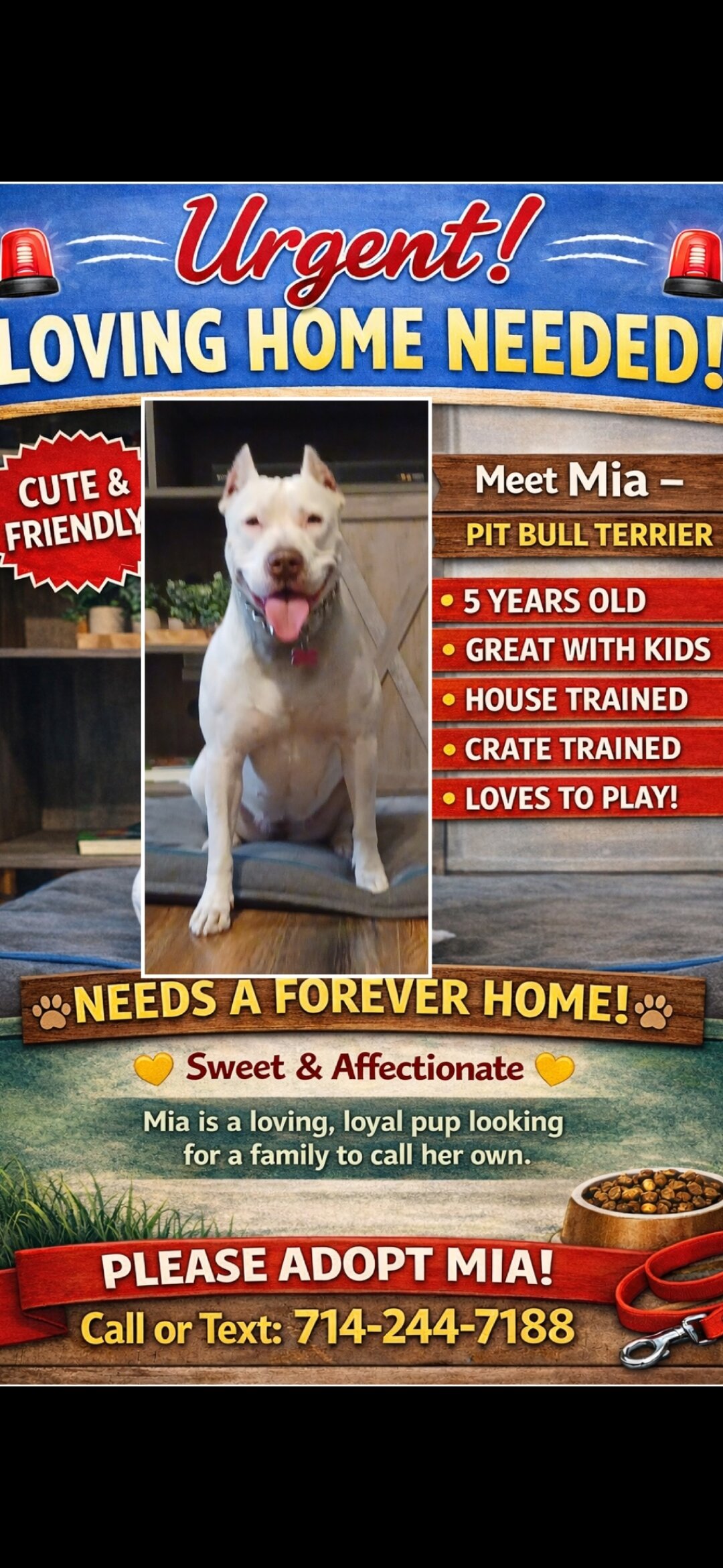 Pit bull terrier image 1
