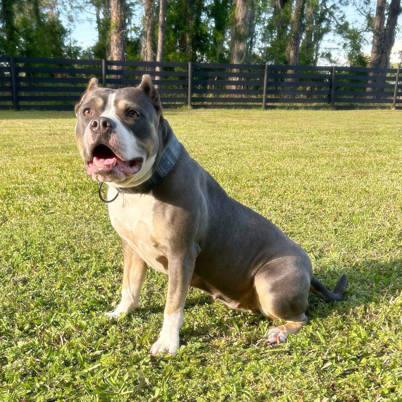 ABKC Registered American Bully Puppies image 3