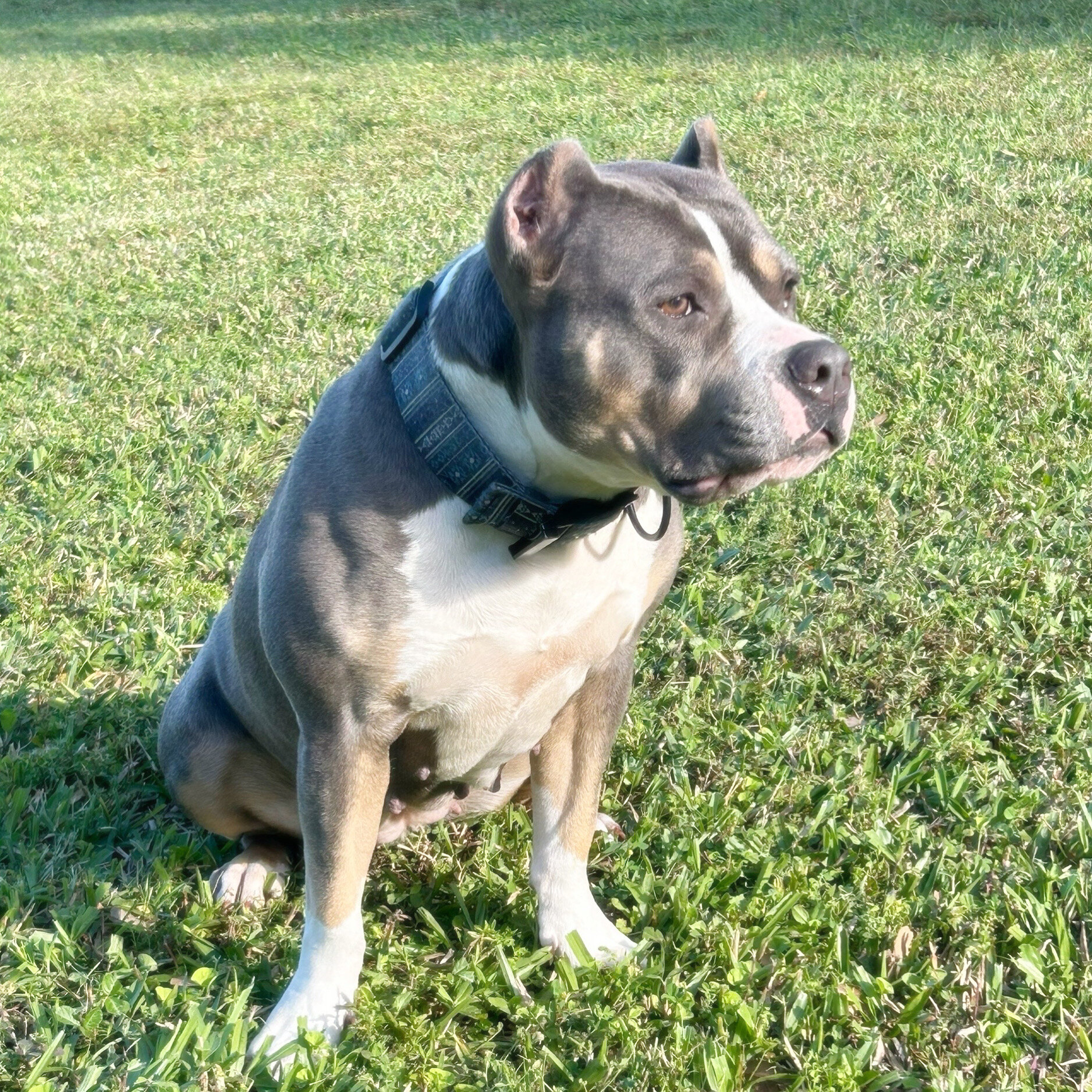 ABKC Registered American Bully Puppies image 2