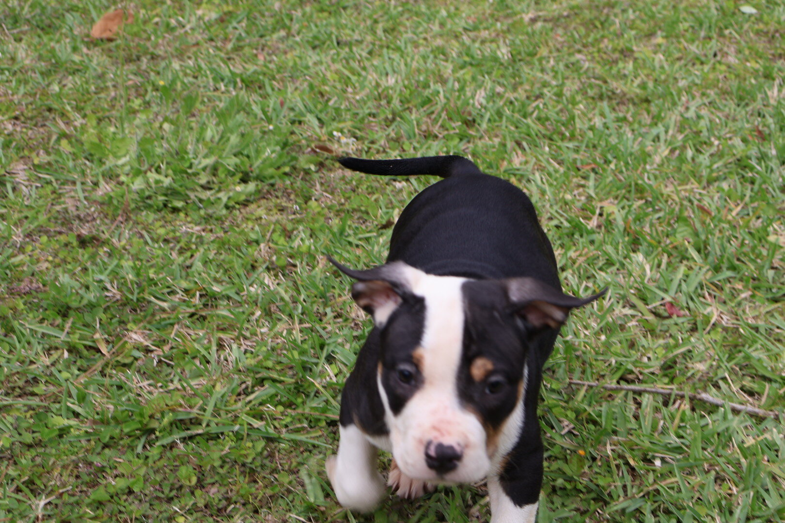 ABKC Registered American Bully Puppies image 7