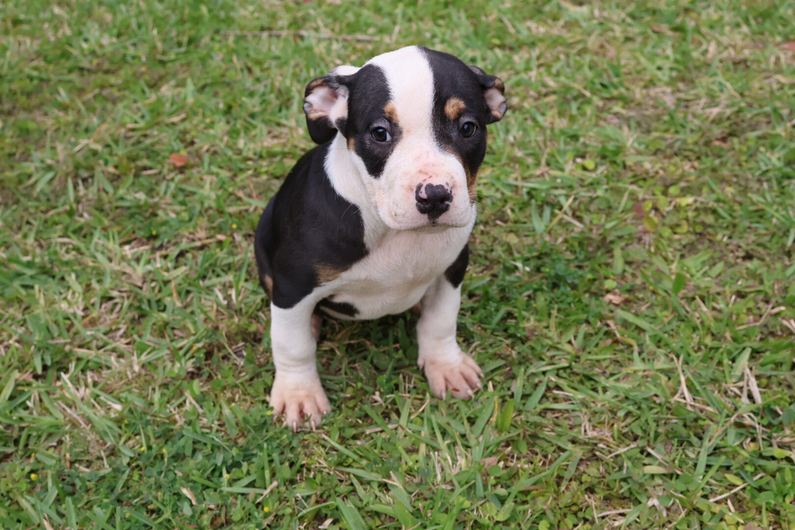 ABKC Registered American Bully Puppies image 9