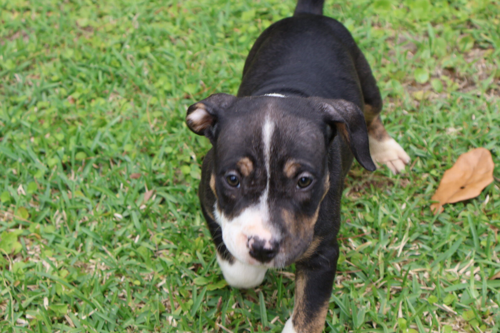 ABKC Registered American Bully Puppies image 8