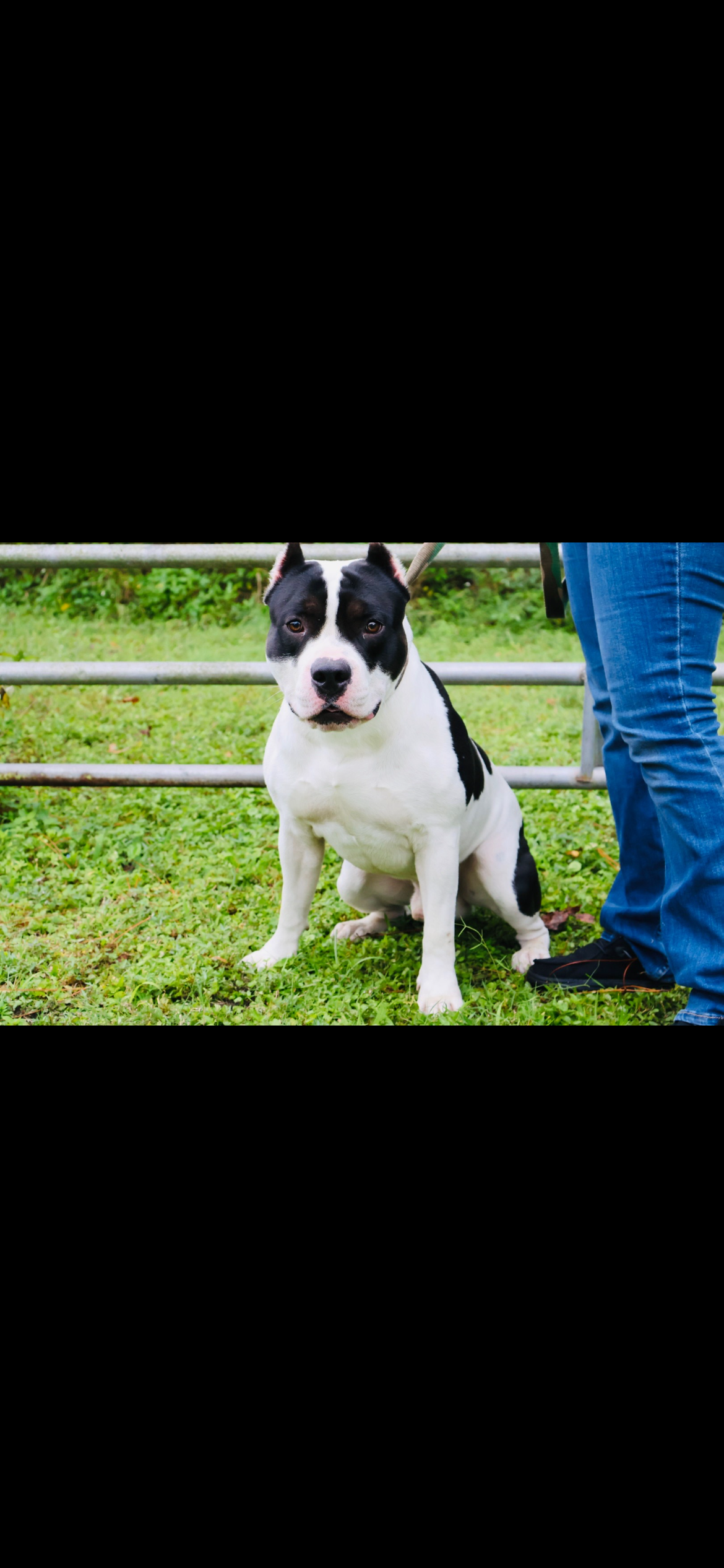 ABKC Registered American Bully Puppies image 1