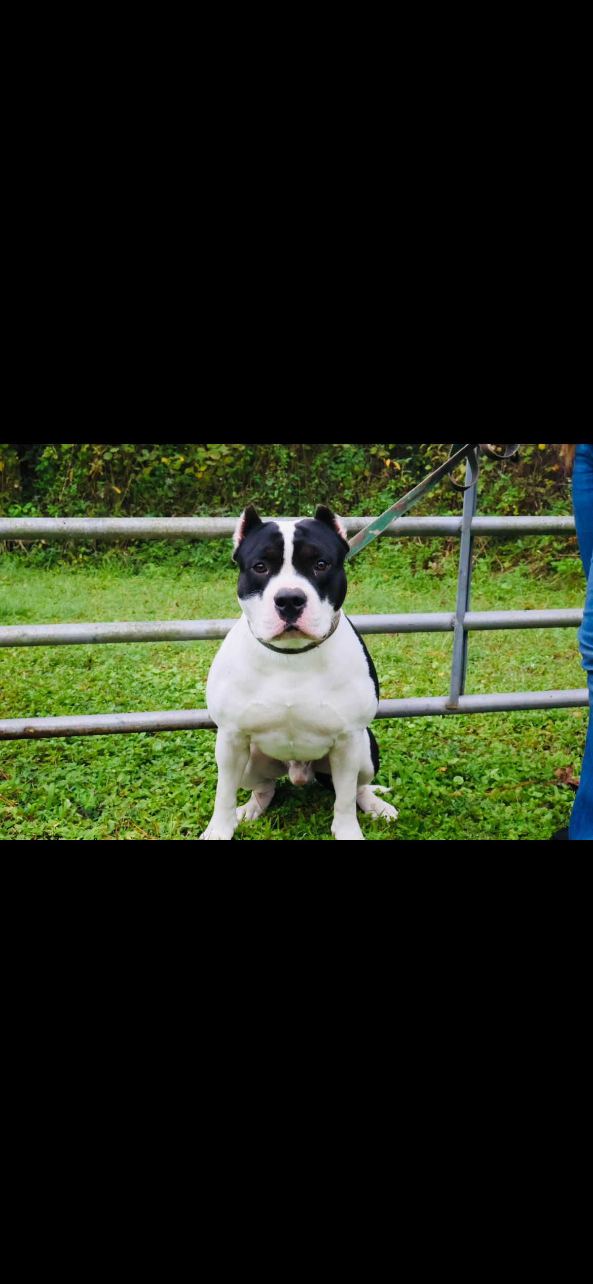 ABKC Registered American Bully Puppies image 10