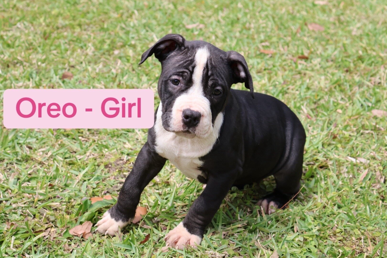 ABKC Registered American Bully Puppies image 5