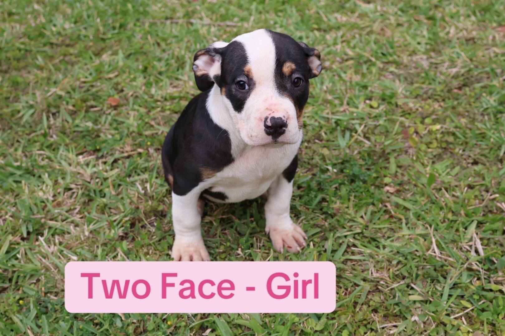 ABKC Registered American Bully Puppies image 4