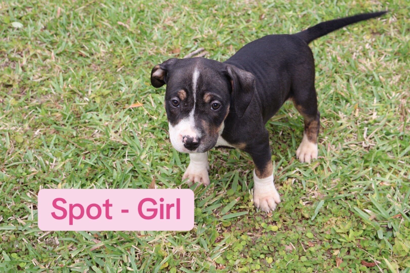 ABKC Registered American Bully Puppies image 6