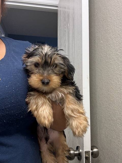 Gentle Giant- Male Yorkie image 3