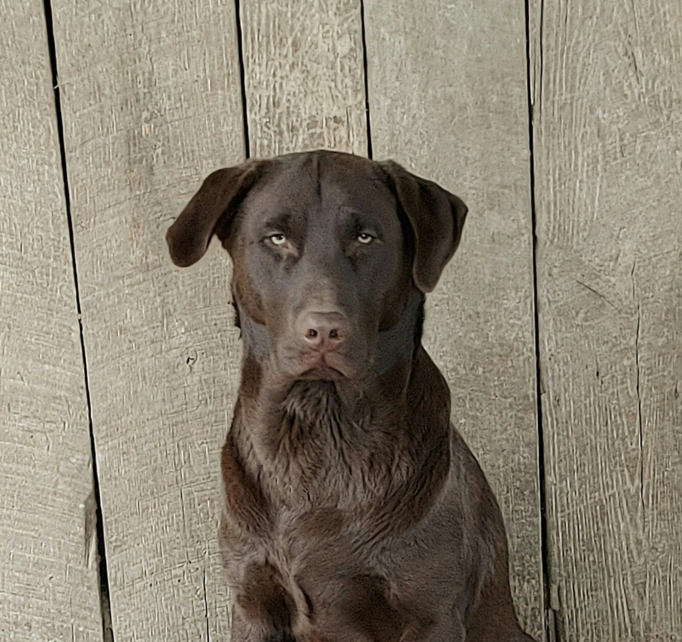 AKC Champion Bloodline Labrador Retriever Puppy! image 3
