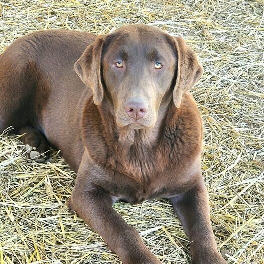 AKC Champion Bloodline Labrador Retriever Puppy! image 4