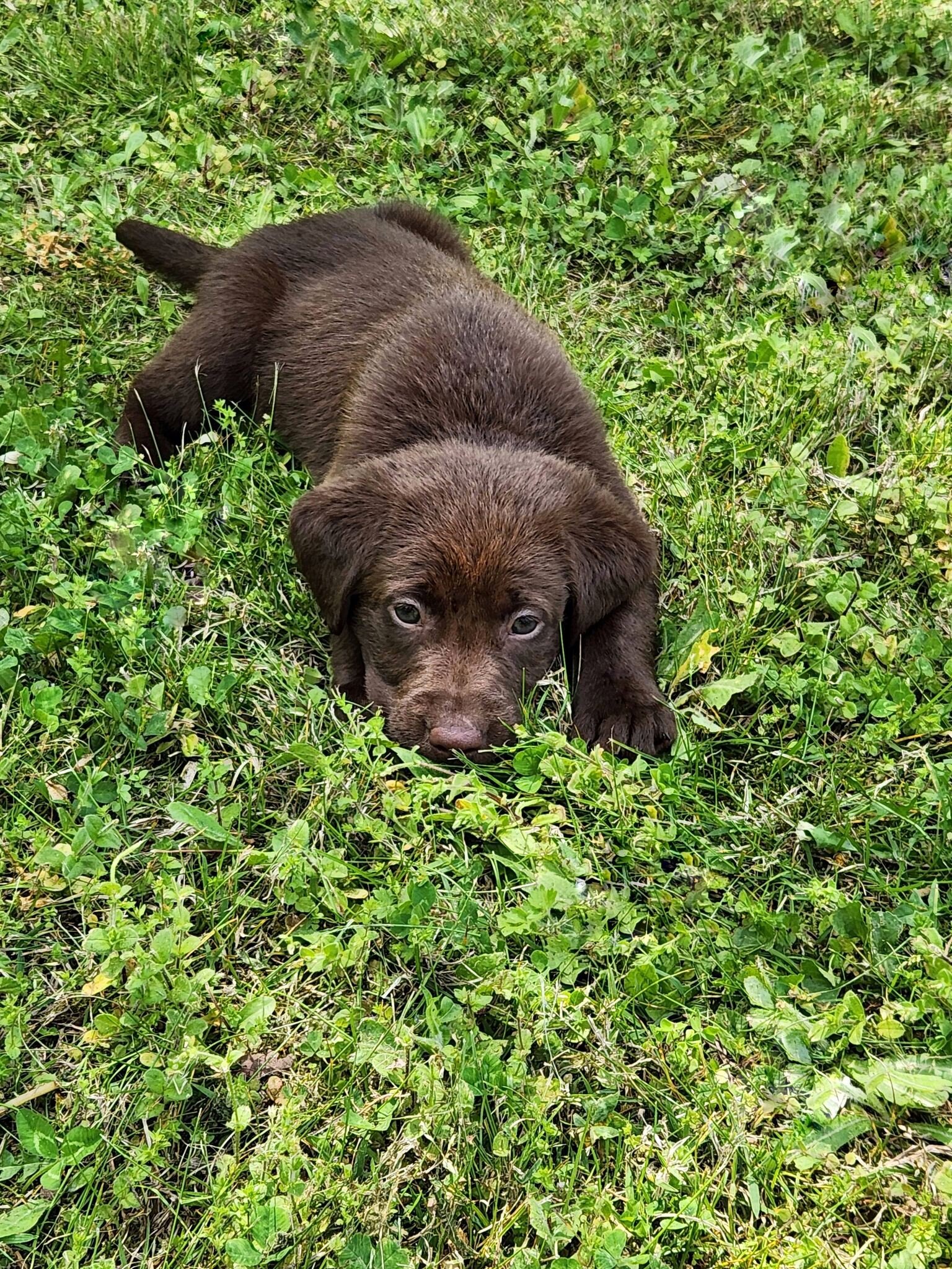 AKC Champion Bloodline Labrador Retriever Puppy! image 2