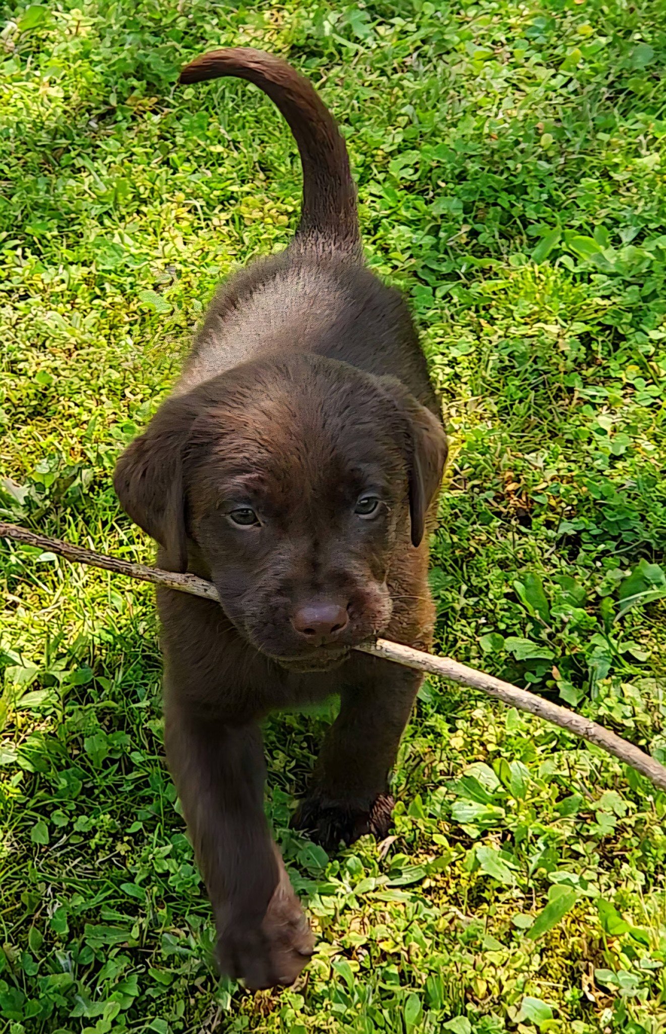 AKC Champion Bloodline Labrador Retriever Puppy! image 1