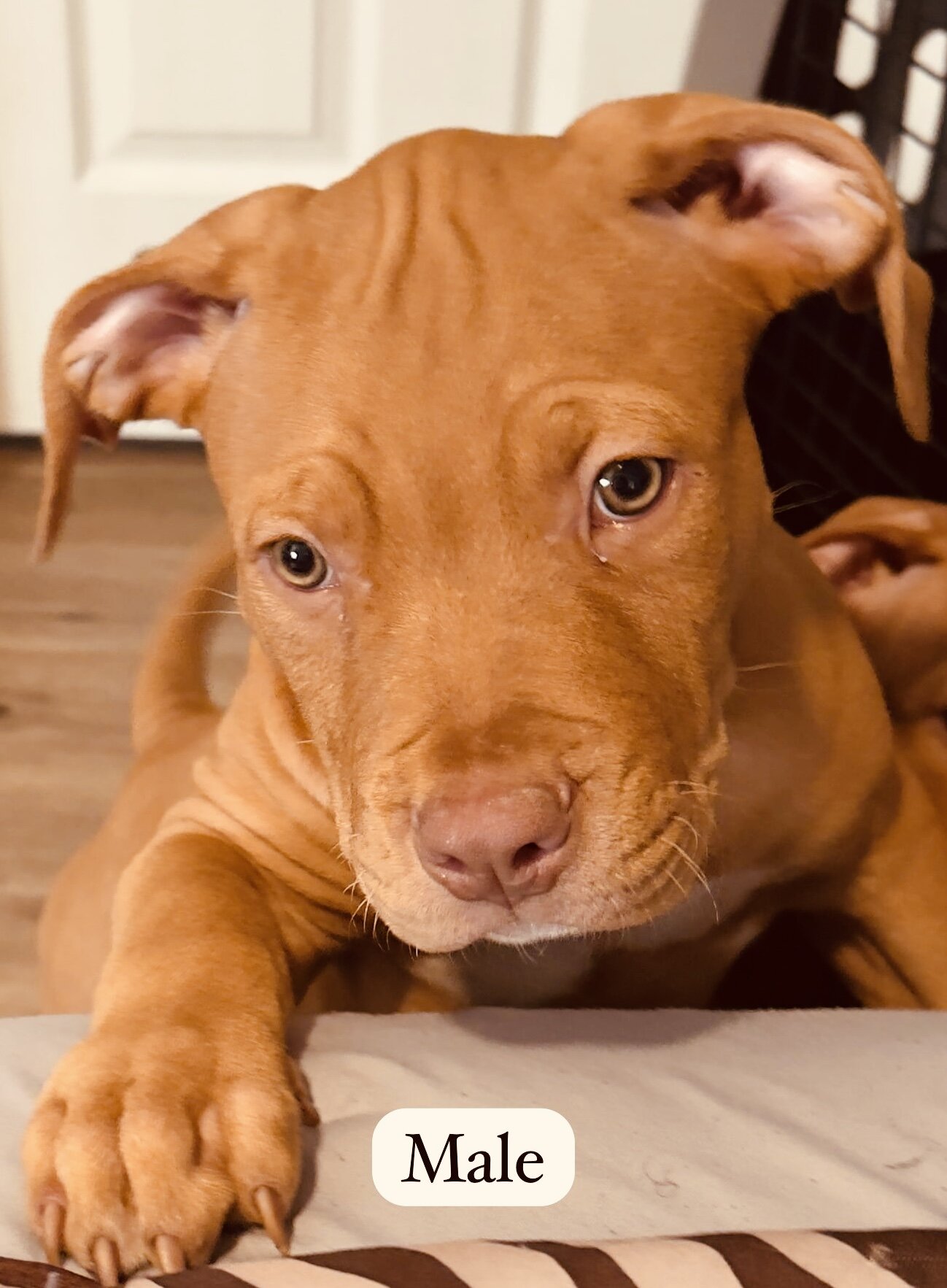 Puppies image 3