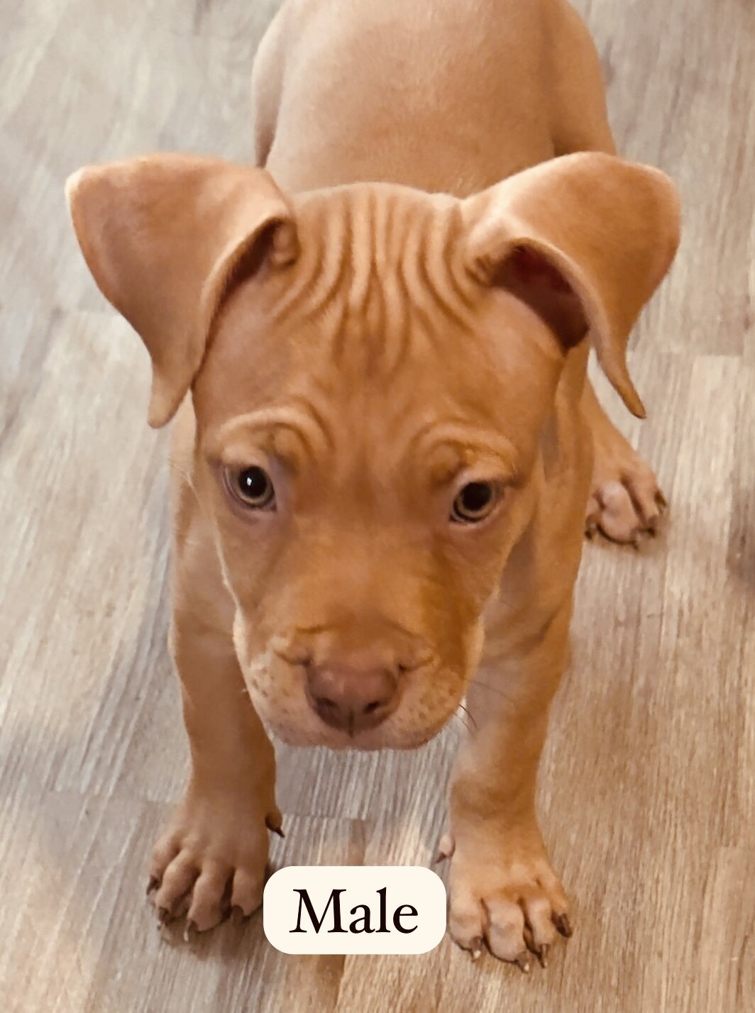 Puppies image 1