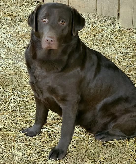 AKC Champion Bloodline Labrador Retriever Puppies! image 2