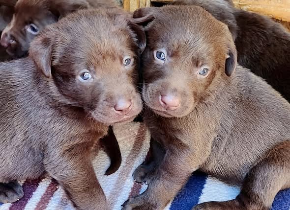 AKC Champion Bloodline Labrador Retriever Puppies! image 3