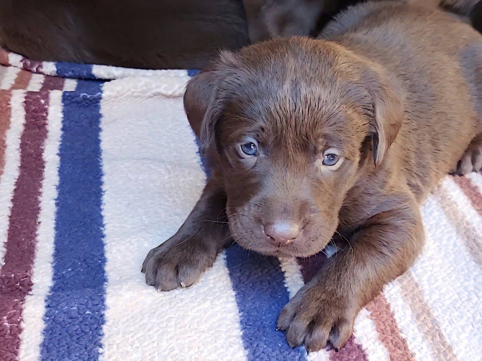 AKC Champion Bloodline Labrador Retriever Puppies! image 4