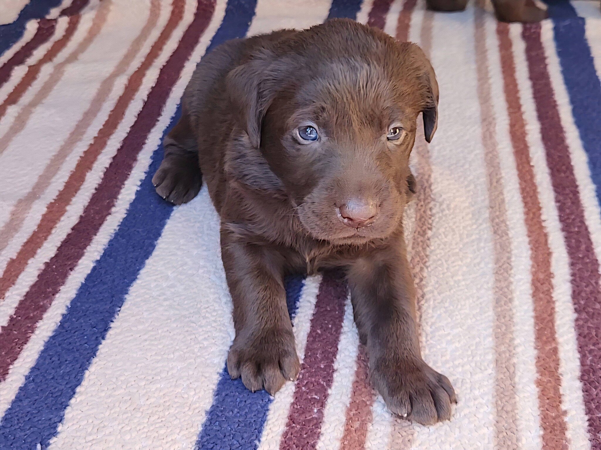 AKC Champion Bloodline Labrador Retriever Puppies! image 6
