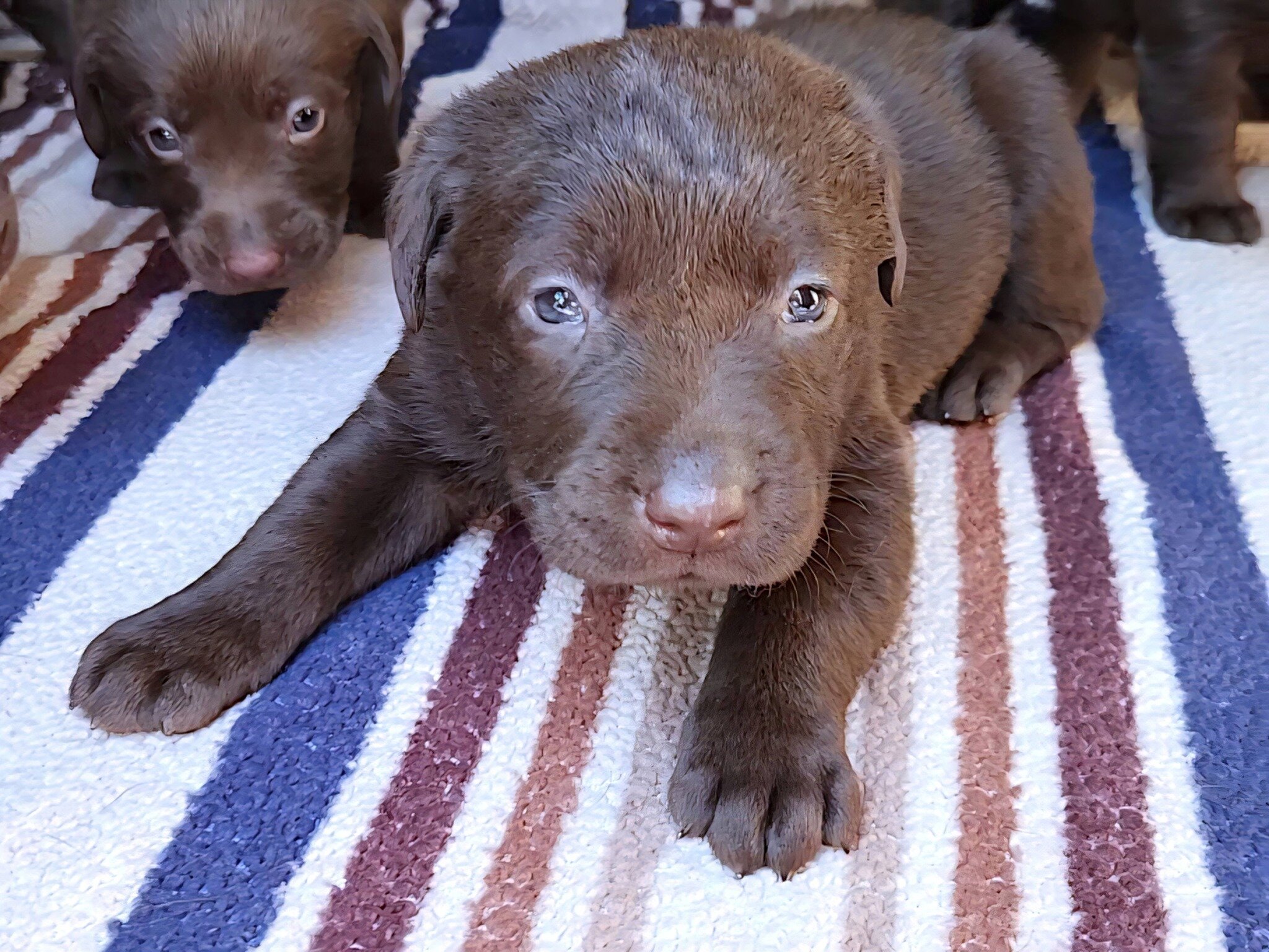AKC Champion Bloodline Labrador Retriever Puppies! image 7