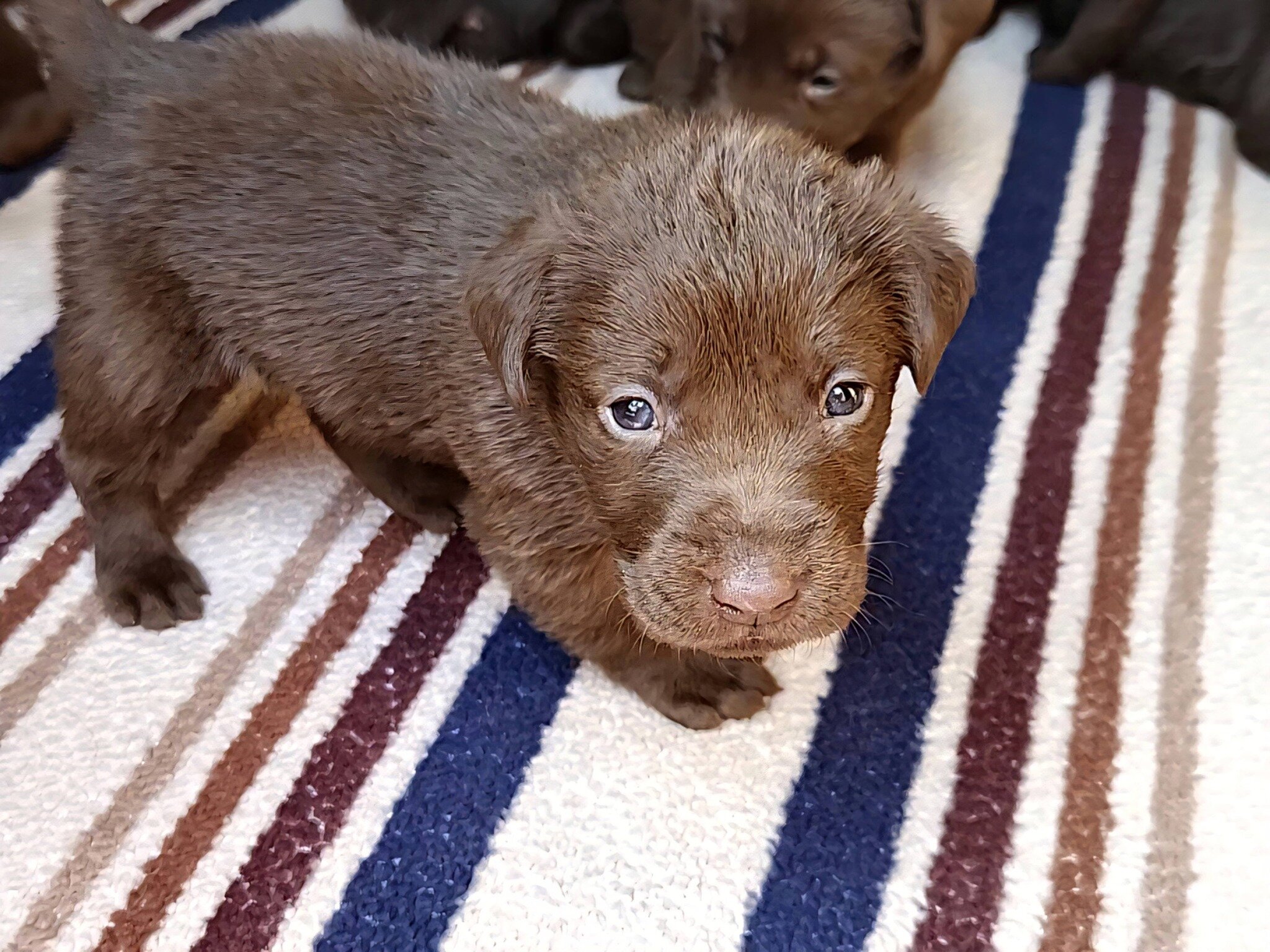 AKC Champion Bloodline Labrador Retriever Puppies! image 5