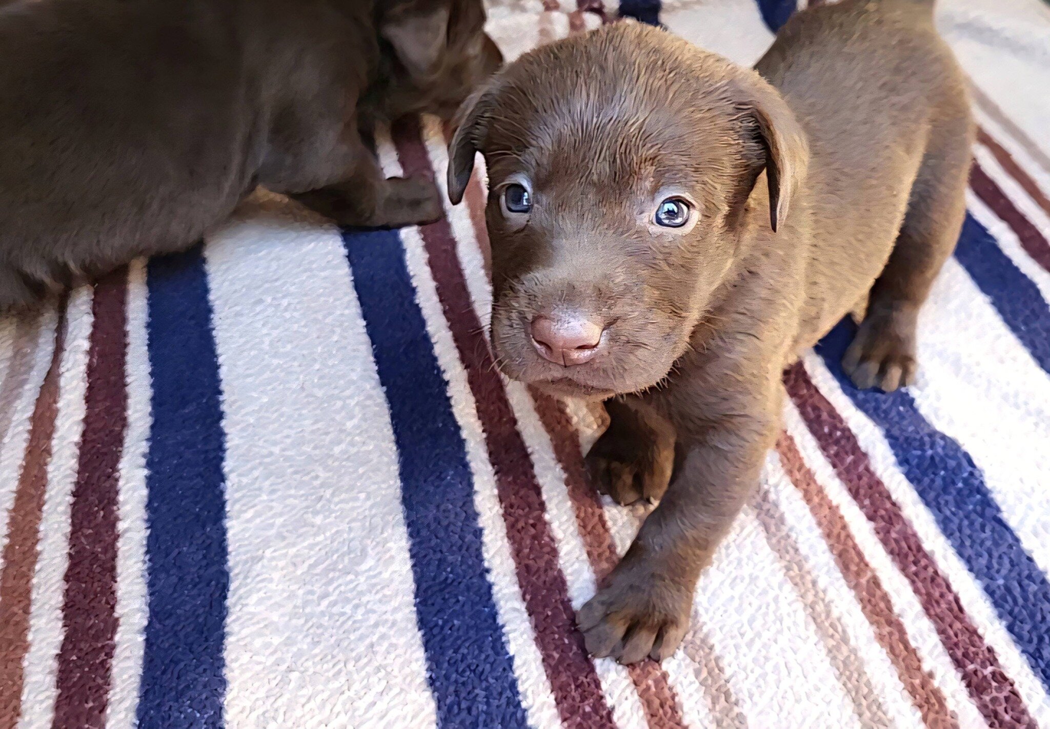 AKC Champion Bloodline Labrador Retriever Puppies! image 8