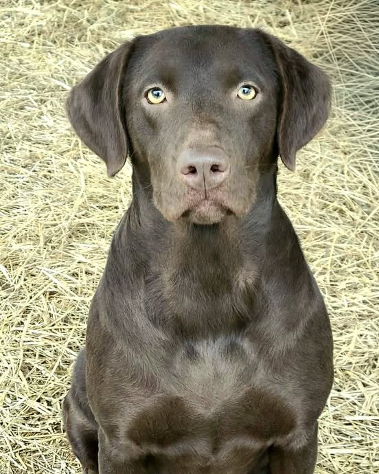 AKC Labrador Retriever Puppies! image 2
