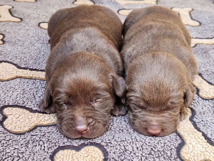 AKC Labrador Retriever Puppies! image 3