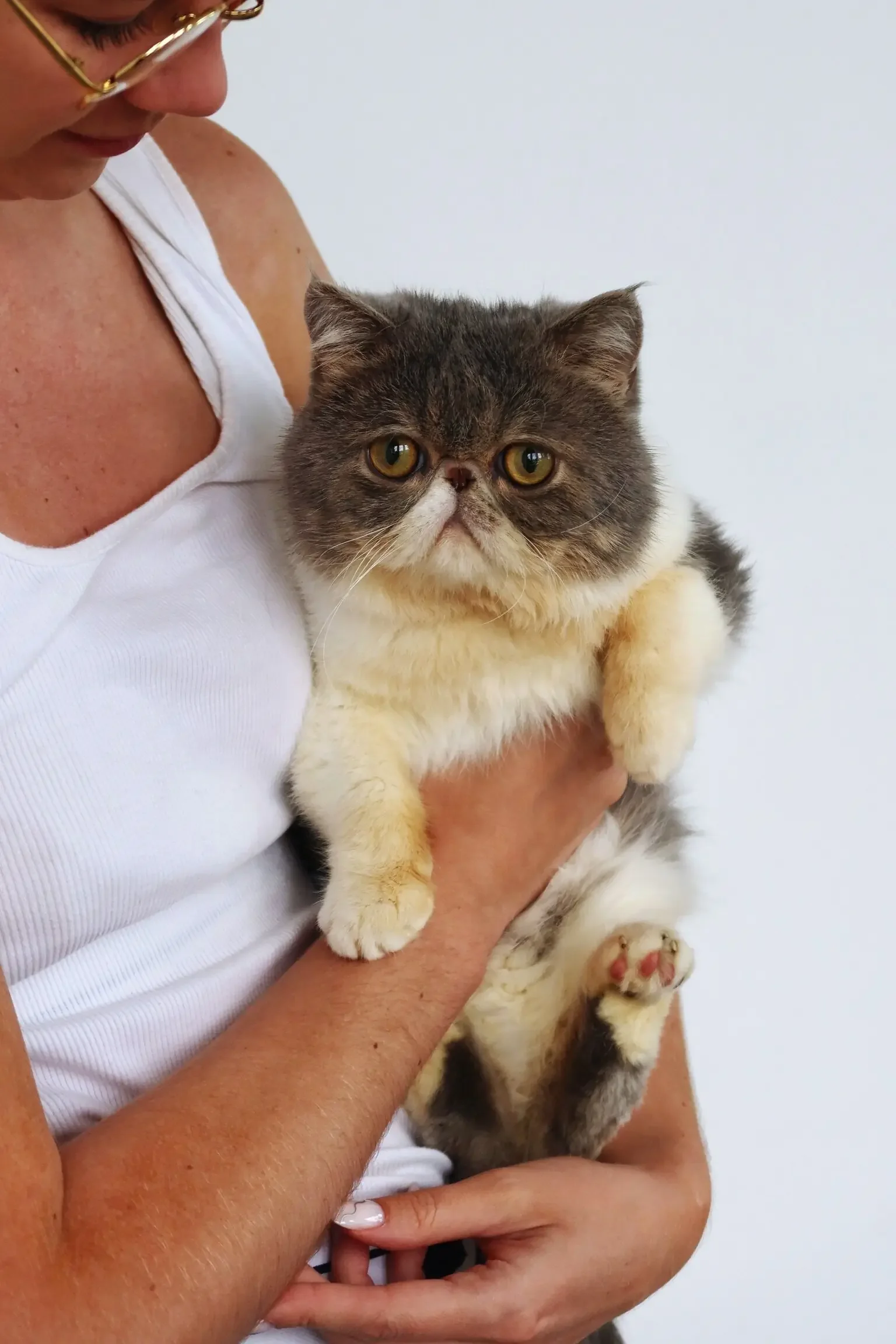 Adorable Exotic Shorthair boy cat image 1