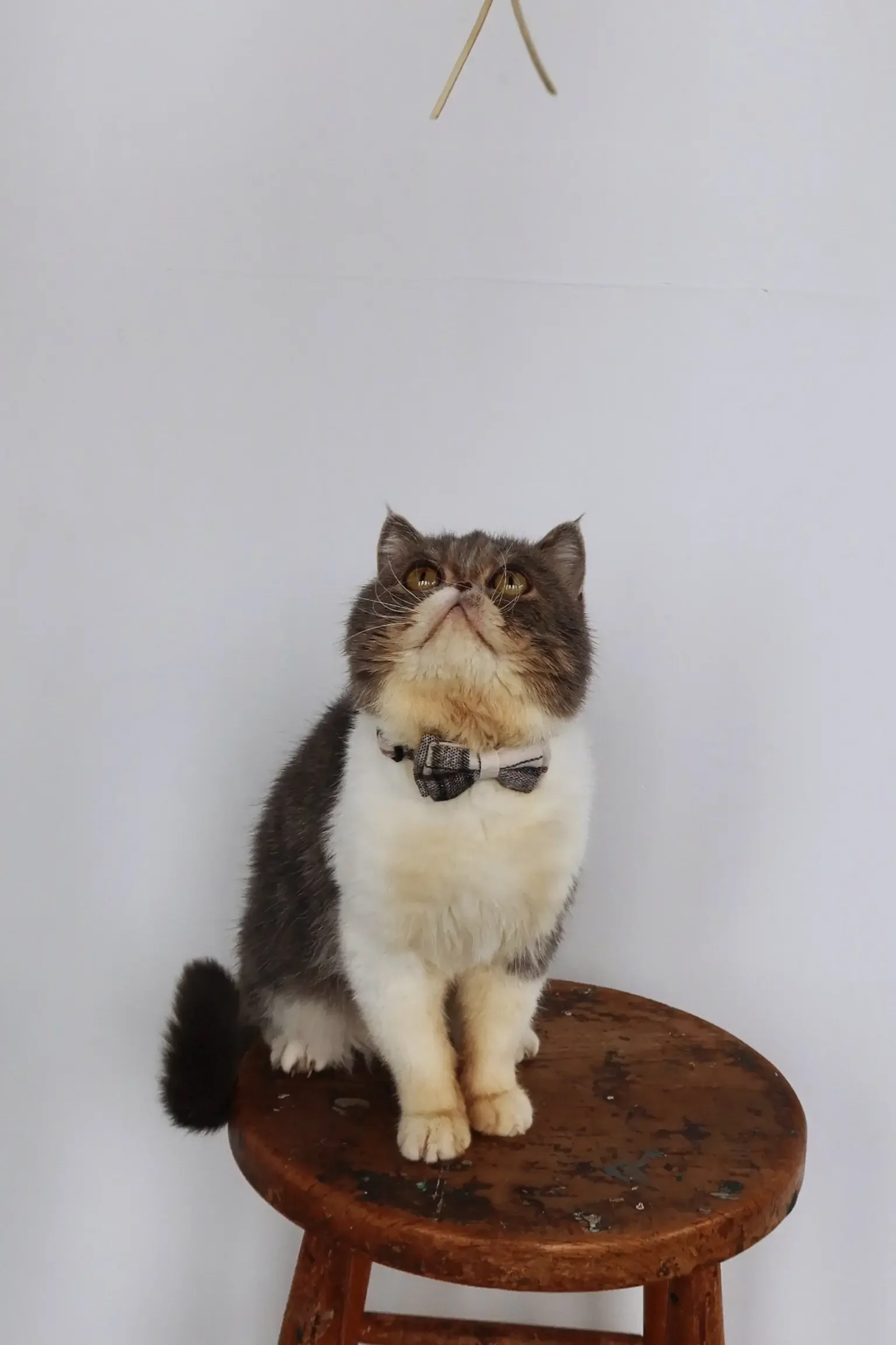 Adorable Exotic Shorthair boy cat image 2
