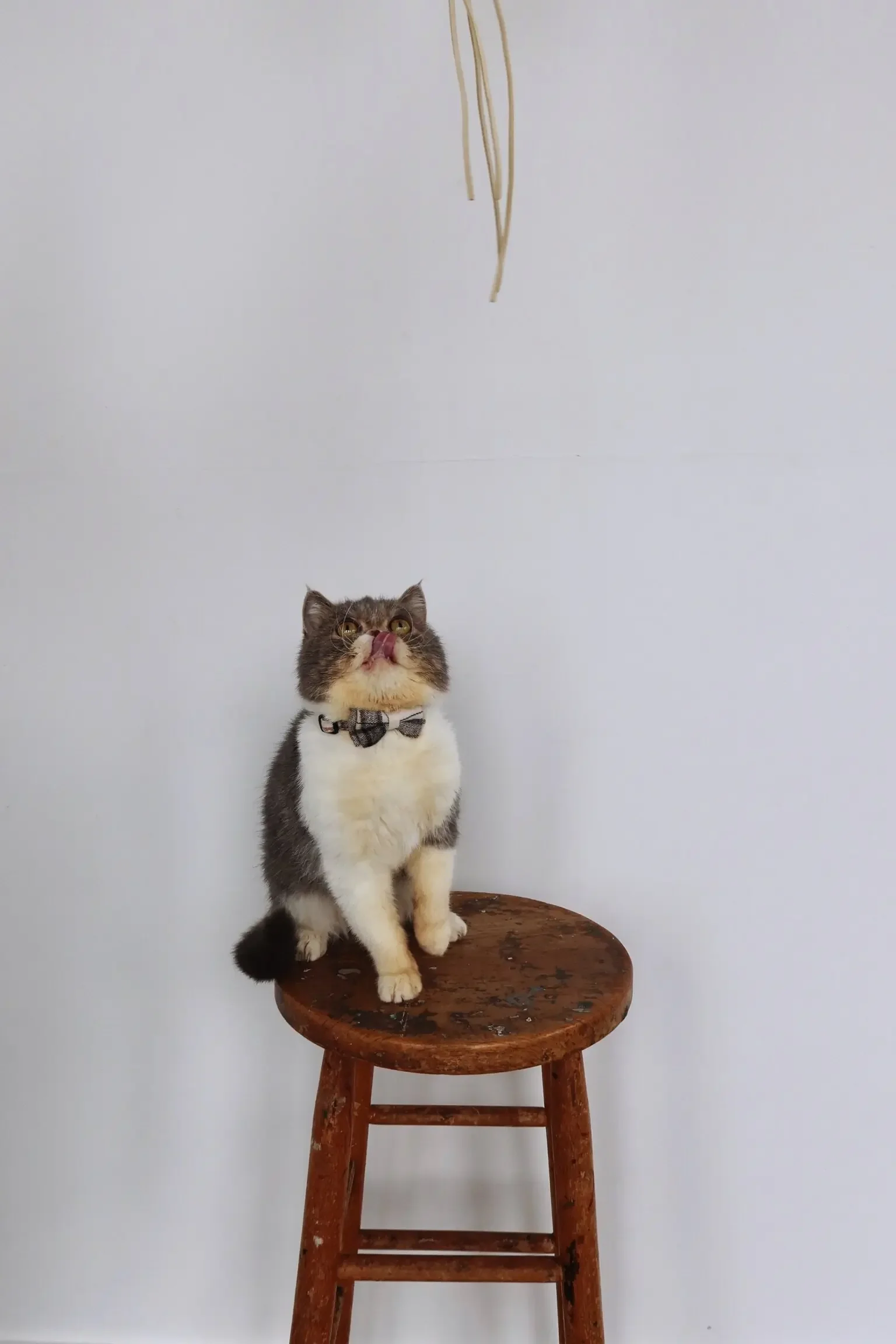 Adorable Exotic Shorthair boy cat image 3