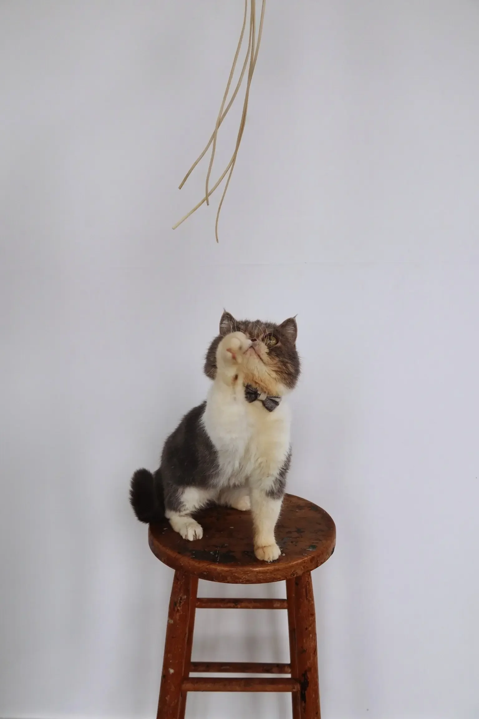 Adorable Exotic Shorthair boy cat image 4