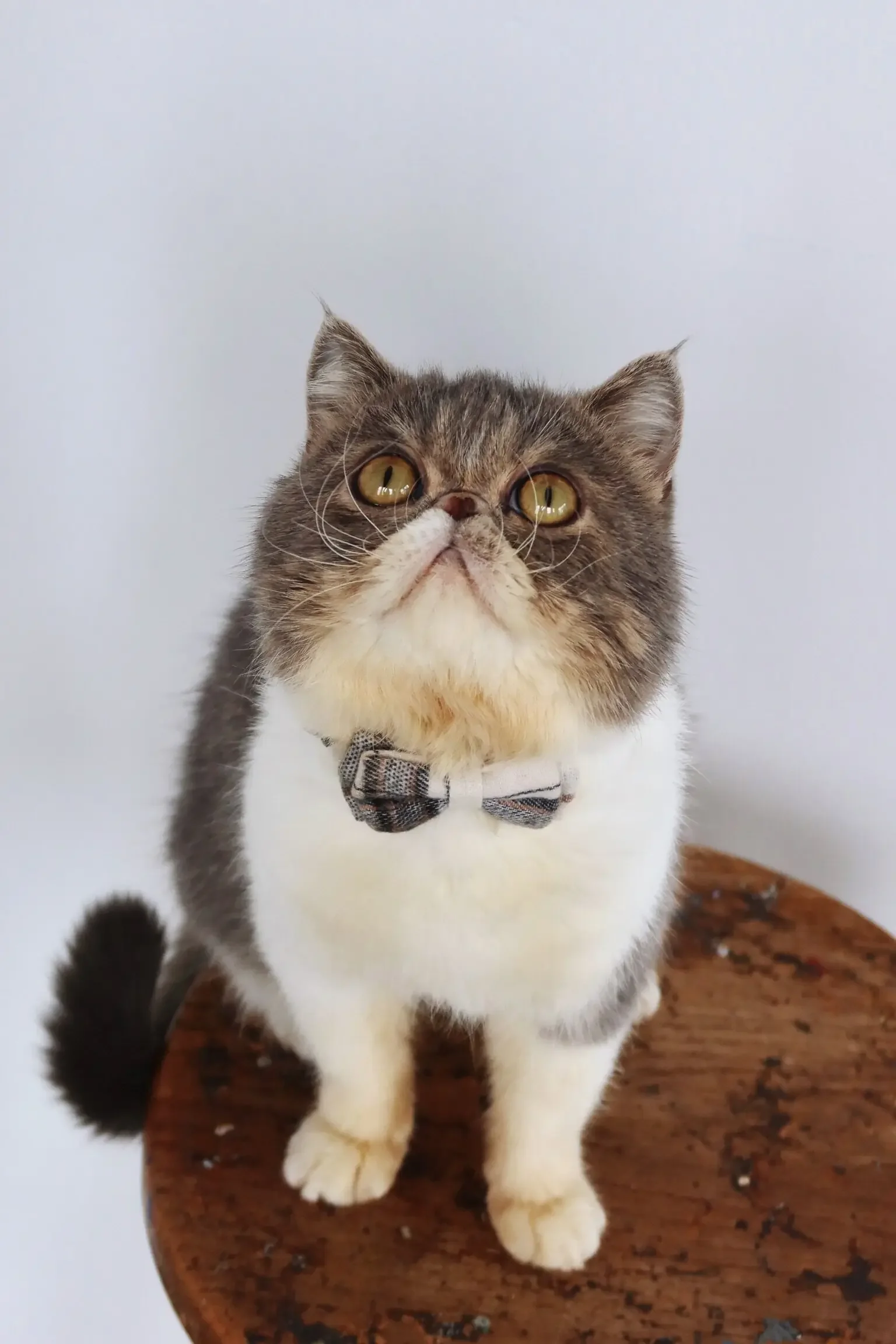 Adorable Exotic Shorthair boy cat image 5