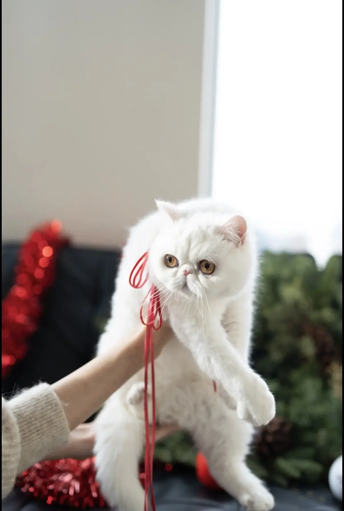 Exotic Shorthair solid white cat image 5