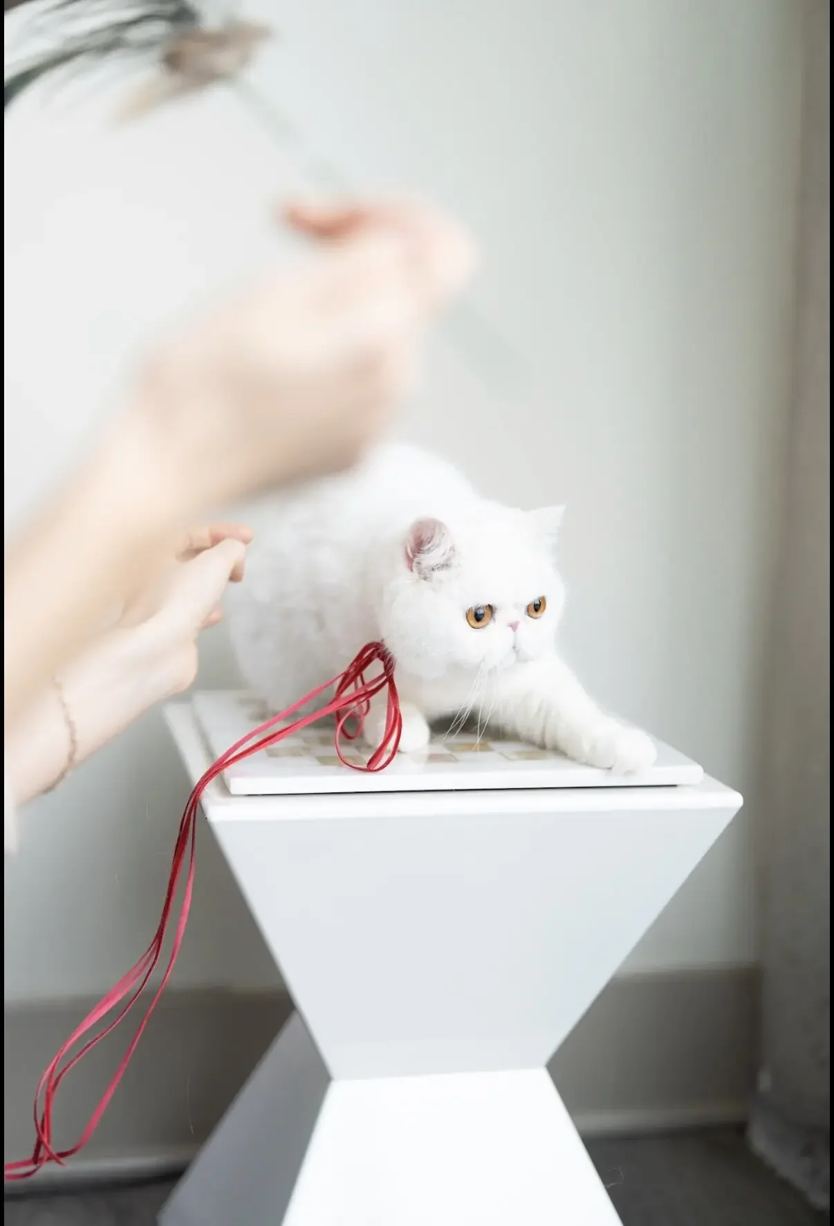 Exotic Shorthair solid white cat image 4