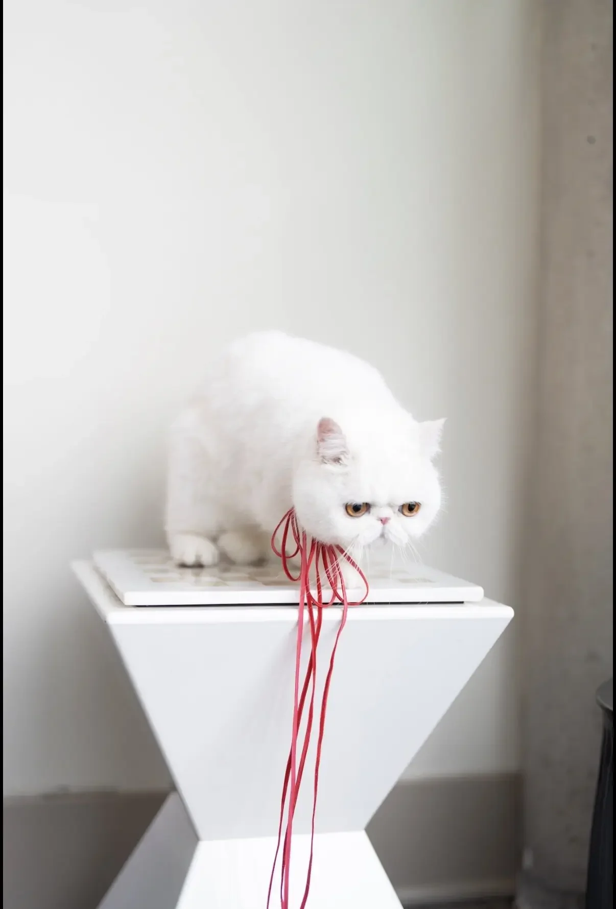 Exotic Shorthair solid white cat image 3