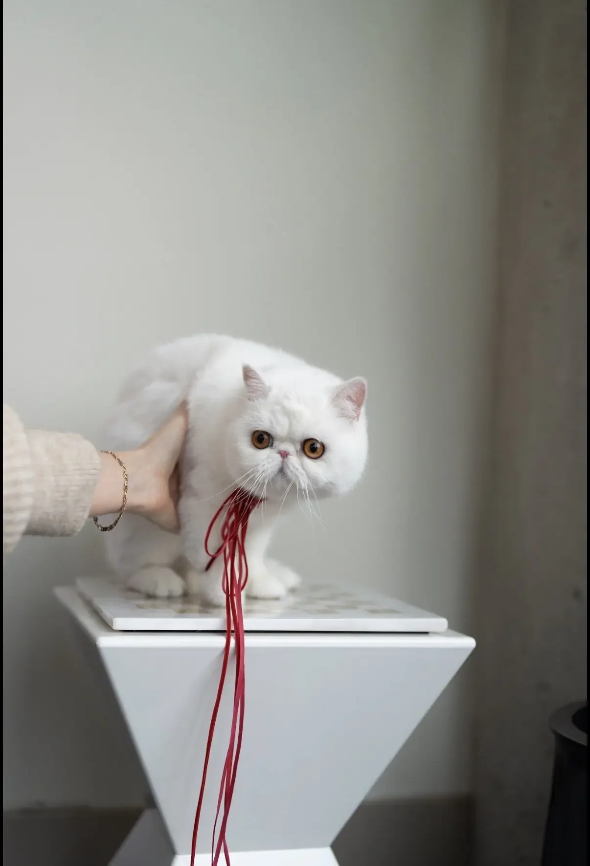 Exotic Shorthair solid white cat image 2