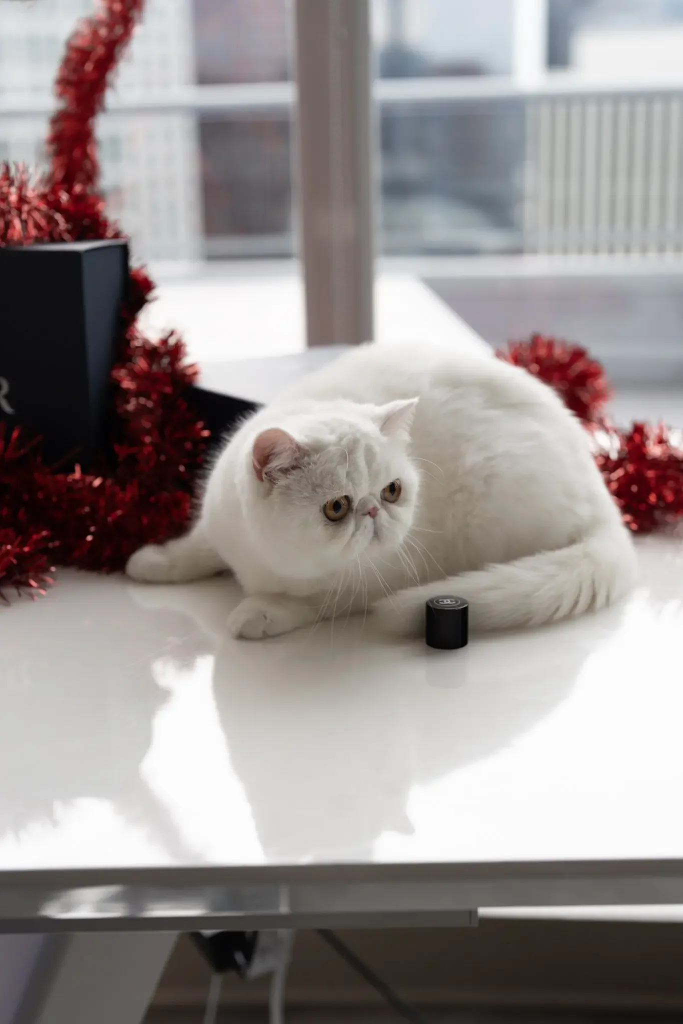 Exotic Shorthair solid white cat image 1