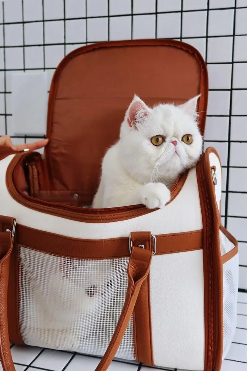 Exotic Shorthair snow-white feline image 2