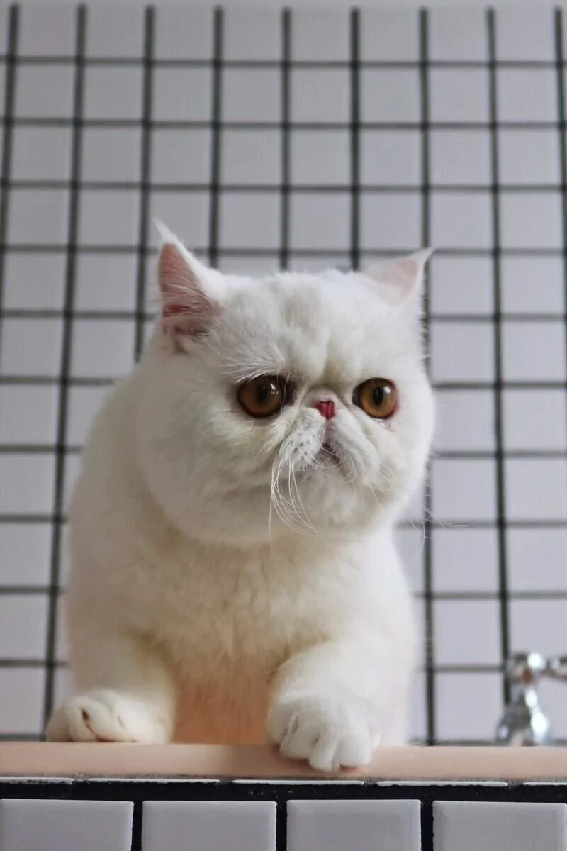 Exotic Shorthair snow-white feline image 5