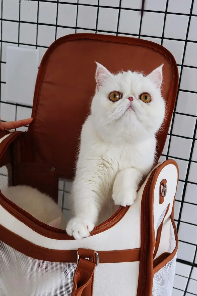 Exotic Shorthair snow-white feline image 3