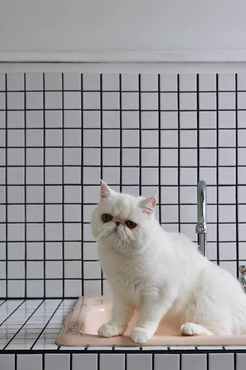 Exotic Shorthair snow-white feline image 4