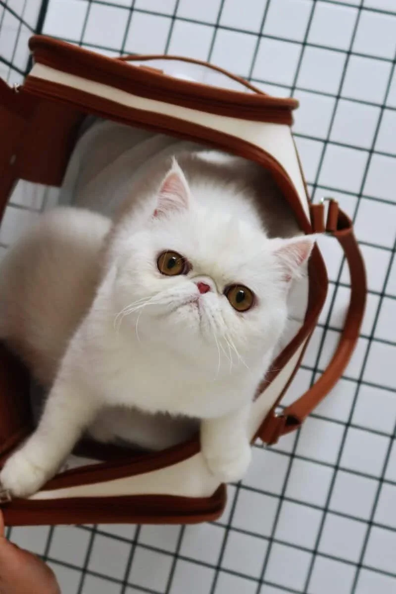 Exotic Shorthair snow-white feline image 1