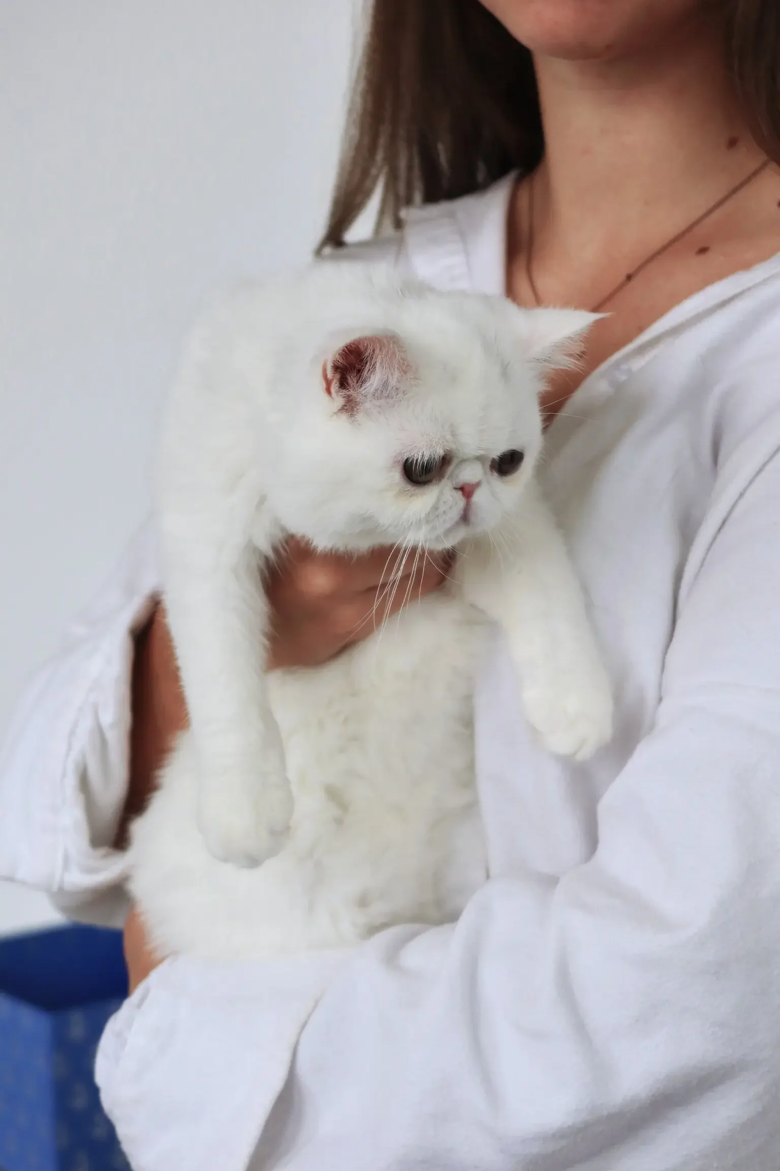 Solid white female feline image 6