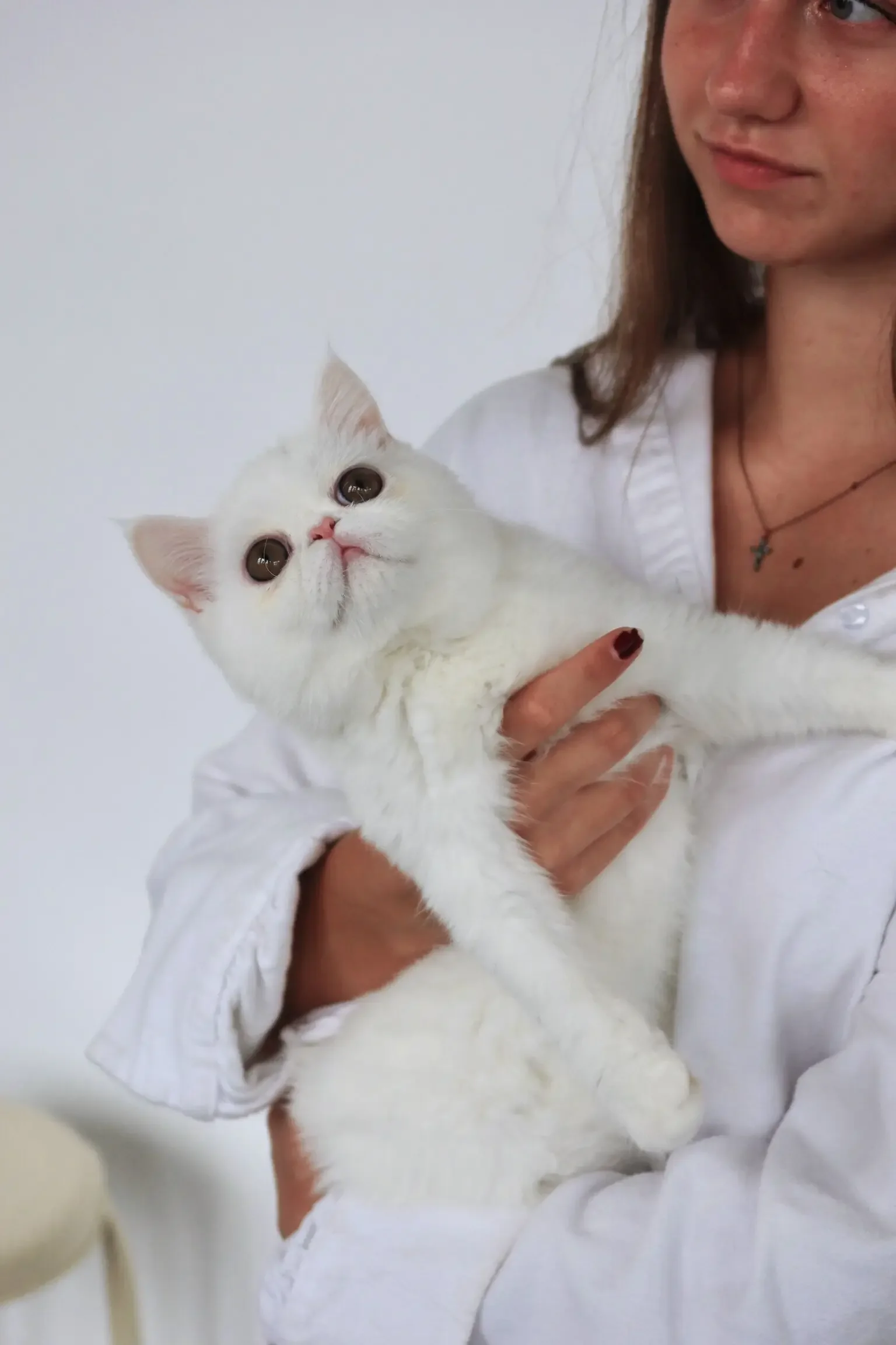 Solid white female feline image 3