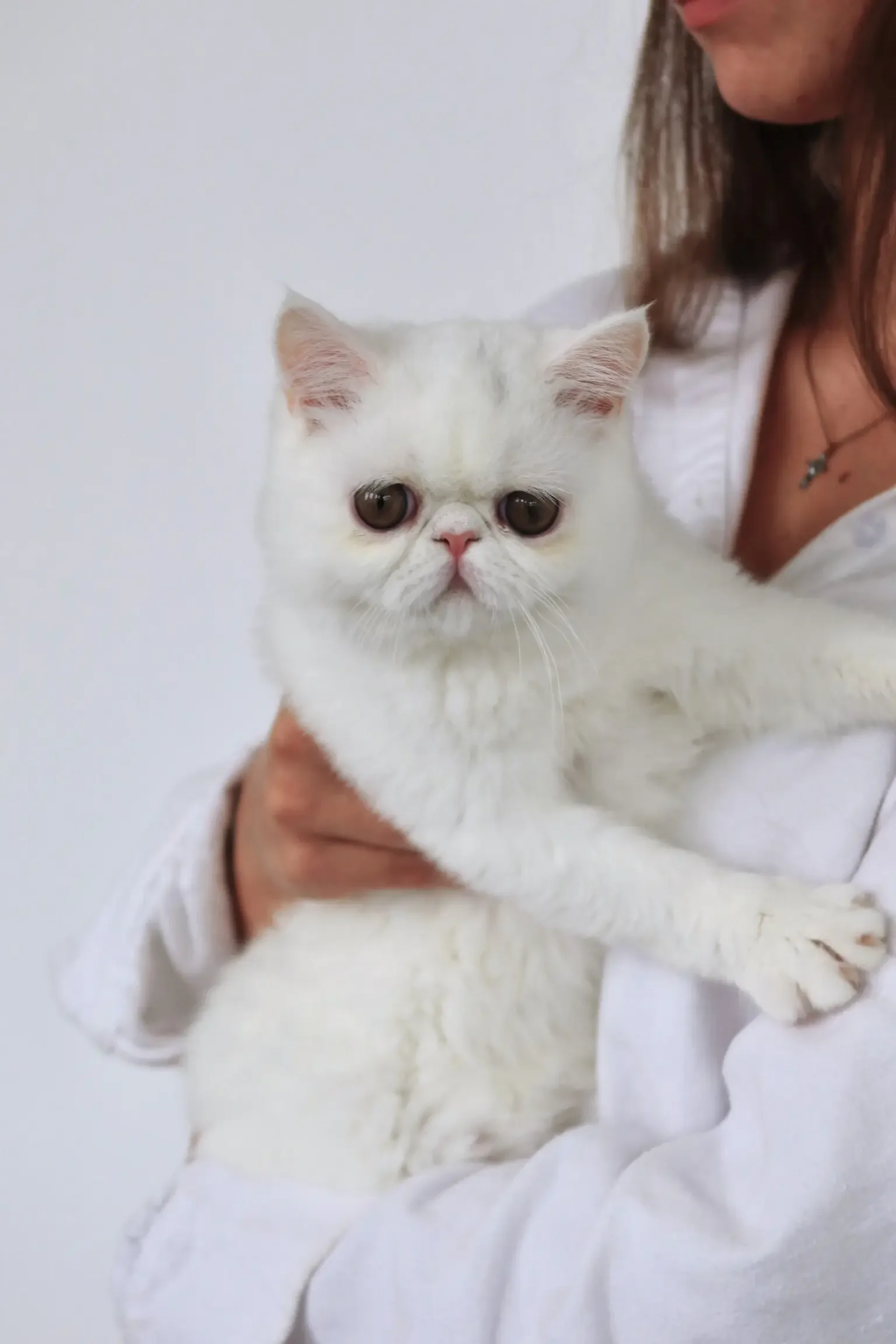 Solid white female feline image 2