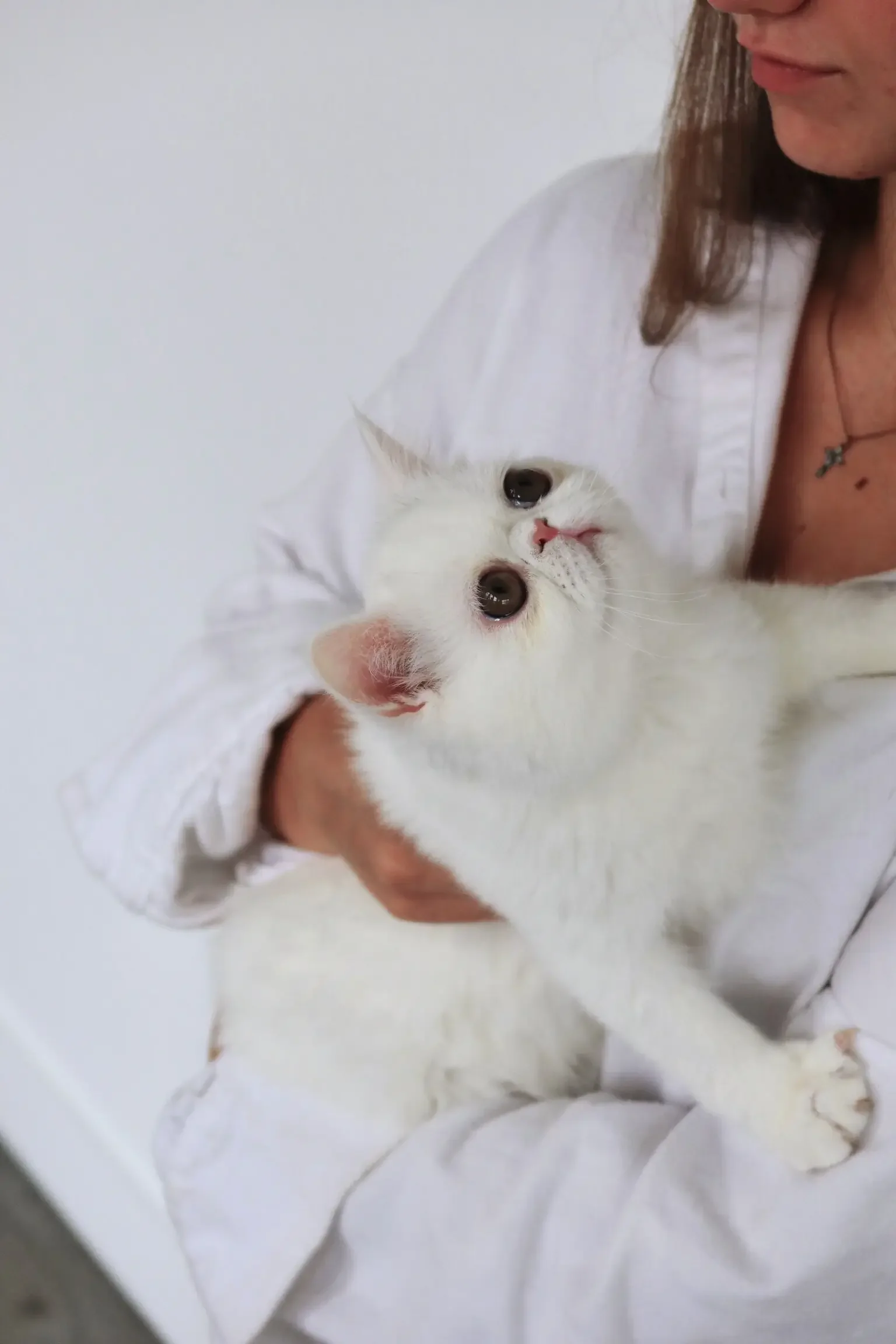 Solid white female feline image 5