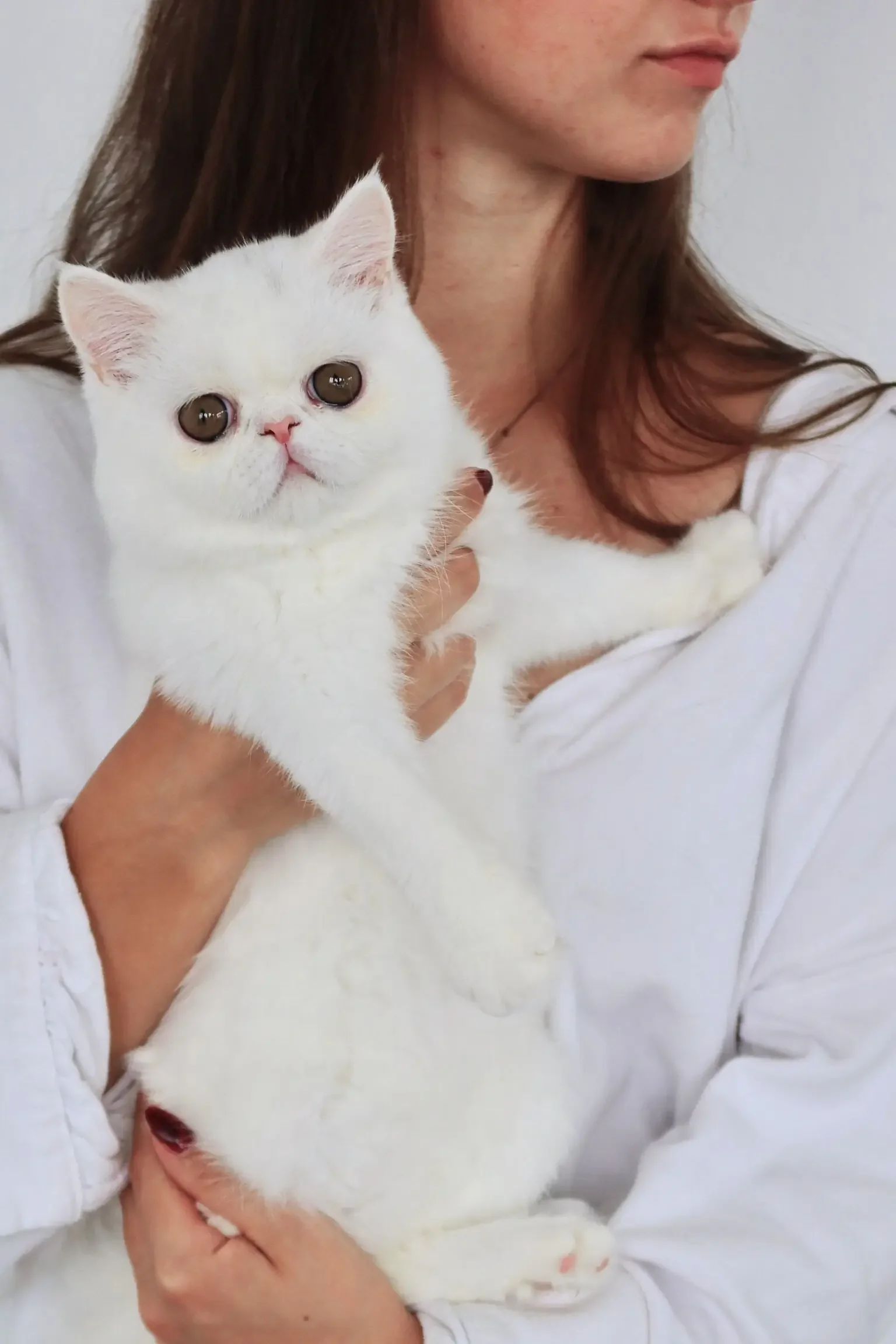 Solid white female feline image 1
