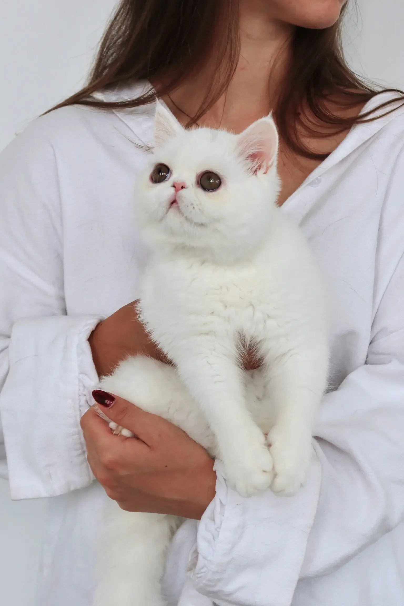 Solid white female feline image 4